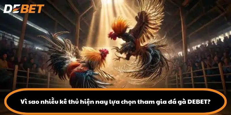 Vì sao nhiều kê thủ hiện nay lựa chọn tham gia đá gà DEBET?